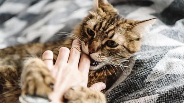 Ce que le chat n'aime pas chez son maître