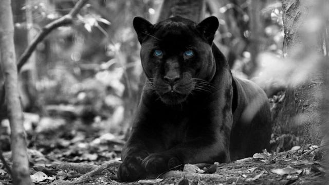 Avvistata la pantera nera che dalla Puglia si è spostata in Molise 