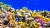 Coral reefs would cease to exist by 2100, according to researchers