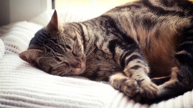 Chat : S'il dort sur votre tête, c'est pour plusieurs raisons et pas seulement la chaleur