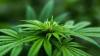 Le cannabis renfermerait de nouveaux antibiotiques