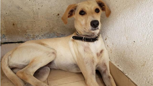 Cachorro é flagrado cavando local onde corpo de dono estava soterrado