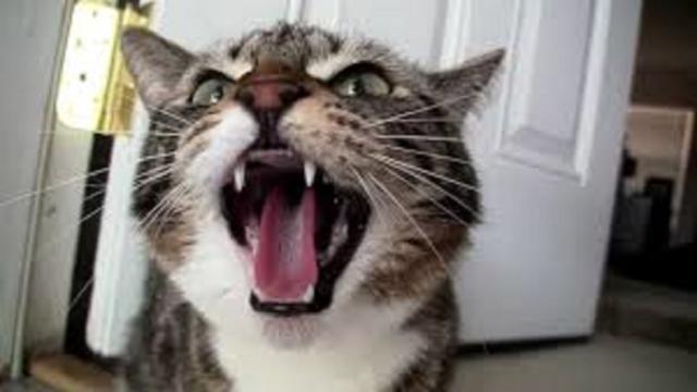 Les raisons pour lesquelles le chat feule