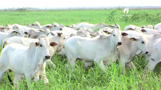 Agronegócio sente os impactos do novo coronavírus