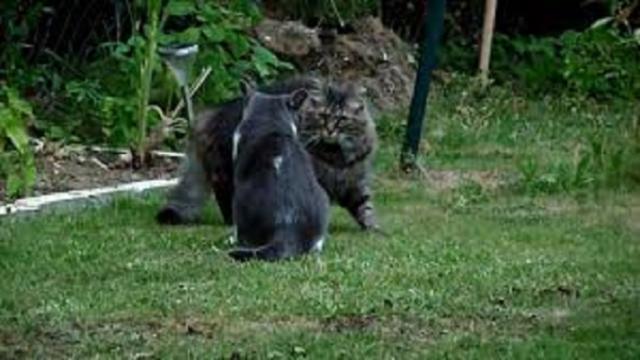 Chat : Il ne faut pas juste le stériliser pour qu'il fugue moins souvent