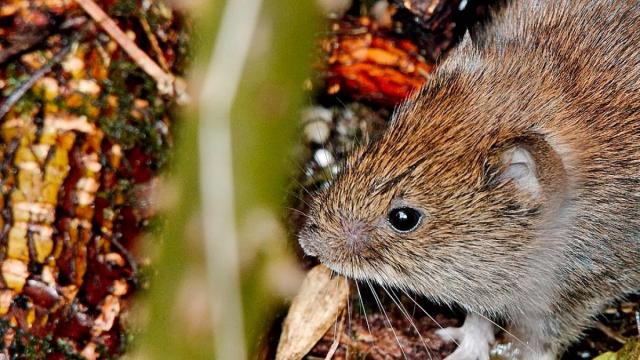 Alarma sanitaria en China por Hantavirus en pleno coronavirus