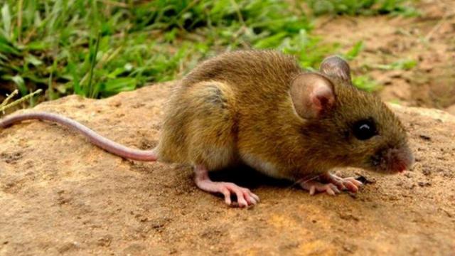 Hantavirus has instantly become a trend on social media