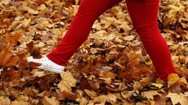 Com um doodle em sua página inicial, Google celebra o equinócio de outono