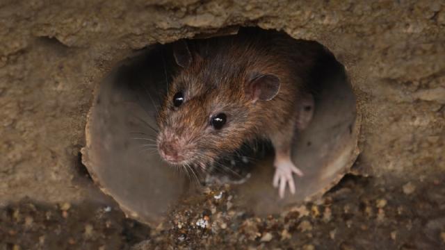 El Hantavirus no debe crear preocupación a personas 