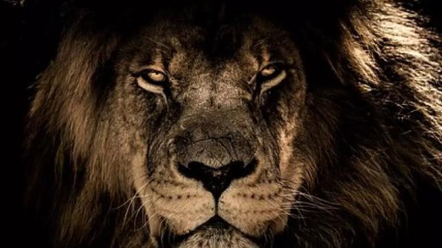 As previsões para o signo de leão em abril