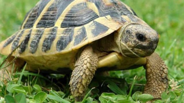 Roma, Centocelle: signora a passeggio con una tartaruga: multata dai Carabinieri 