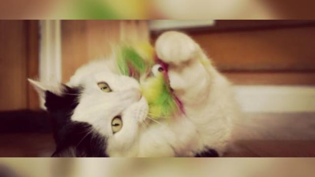 Chat : Ses coups de griffe ne signifient pas forcément pour qu'il veut vous faire mal