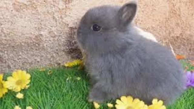 Comment donner de l'attention à son lapin nain