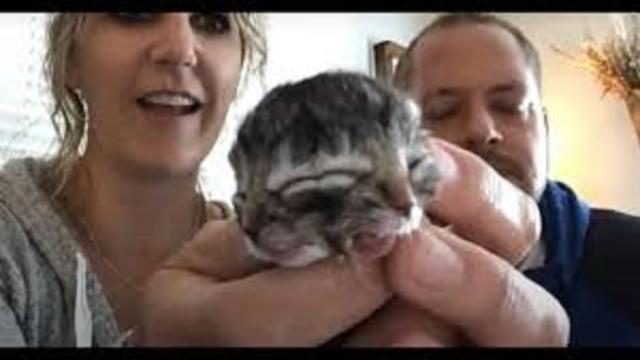 USA : un chat naît avec deux visages