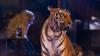 Le gouvernement met en place différentes actions pour aider les animaux de cirques