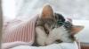 Chat : La diminution du stress n'est pas le seul avantage de dormir avec lui