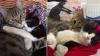 L'amitié de deux chats touchés par une maladie émeut la Toile