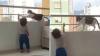 Un chat sauve la vie d'un enfant sur un balcon et fait un carton sur internet
