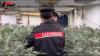 Cuneo, smantellata organizzazione di professionisti della 'cannabis indoor'
